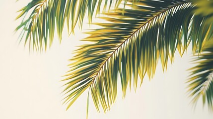 Palm fronds close up