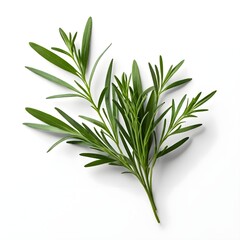 Obraz premium Sprig of Fresh Tarragon