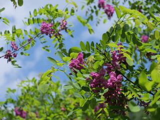 公園でハナエンジュの花が咲いている