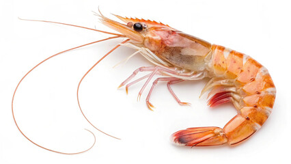 Freshly Cooked Reddish-Orange Shrimp with Distinct Segmented Body, Long Antennae, and Prominent Eyes, Highlighting Its Succulent Texture and Vibrant Color Against a Clean White Background for Culinary