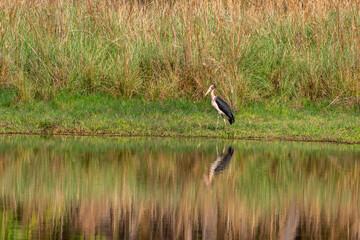 Lesser adjutant stork or Leptoptilos javanicus at bandhavgarh national park forest madhya pradesh india asia. large wading bird with reflection in water in natural scenic green grassland background