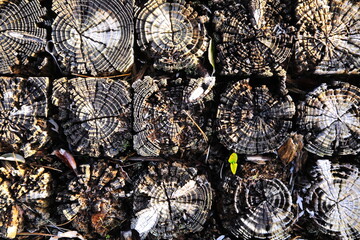 朽木のパターン的な模様