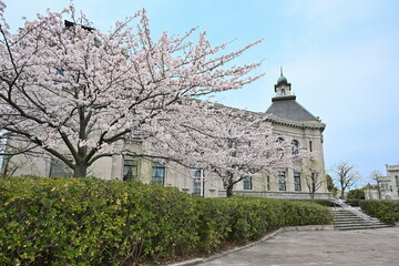 みなとぴあと桜（新潟県）