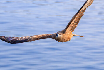 水面を飛ぶトビ