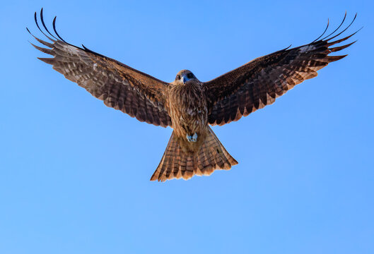 空を飛ぶトビ