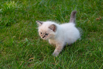 The Ragdoll kitten plays the grass in the summer