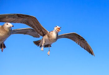 飛びながら餌を食べるウミネコの幼鳥
