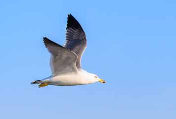 海上を飛ぶウミネコ