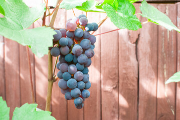 a bunch of dark grapes on the background of a wooden covering in summer or autumn