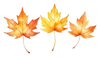 Fototapeta premium Three Watercolor Autumn Maple Leaves