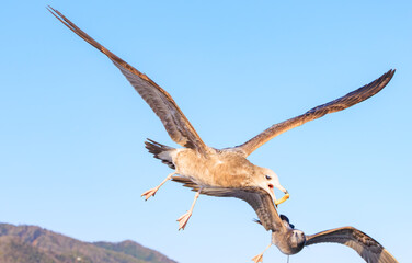 Fototapeta premium 飛びながら餌をキャッチするウミネコの幼鳥