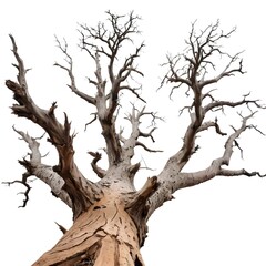 Dead Tree, Bare Branches, Reaching Upward