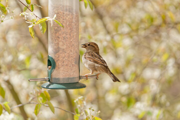 sparrow eating seeds from a bird feeder. seasonal bird feeding