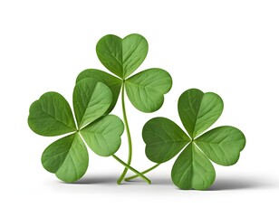 Three-Leaf Clovers on White Background