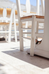 A cute curious stray cat peeking under a table and a chair