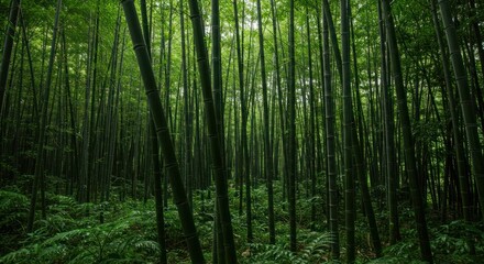 Obraz premium Dense Bamboo Forest, photo