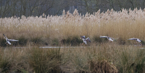 approach greylag geese panorama, landing of many greylag geese in the lake, panorama landing geese, flock of birds in flight panorama