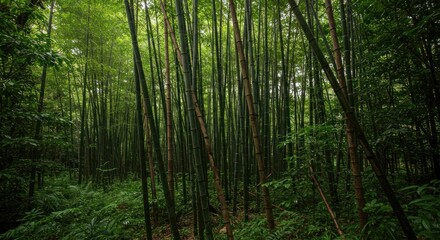 Dense Bamboo Forest (Photo)