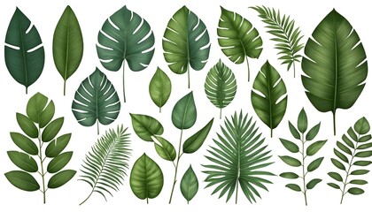 Collection of Tropical and Exotic Green Leaves
