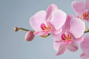 Naklejka premium Serene Orchid Bloom: Delicate pink orchids showcasing graceful curves and vibrant petals. An elegant display of floral beauty, capturing the delicate balance and serene ambiance of nature.