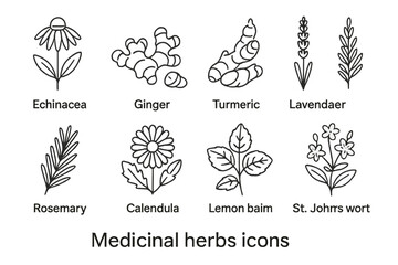 Collection of vector icons representing various medicinal herbs including echinacea, ginger, and turmeric © icon_art