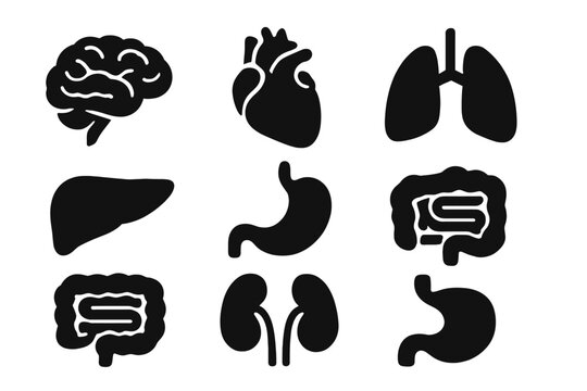 Vector icon collection depicting human organs including brain, heart, lungs, liver, stomach, and kidneys