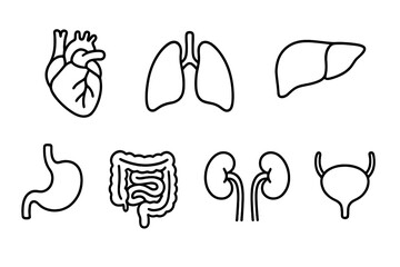 Human body organ vector icons illustrating heart, lungs, liver, stomach, intestines, kidneys, and bladder for educational purposes