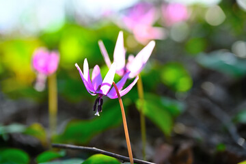 斐太歴史の里のカタクリ（新潟県）
