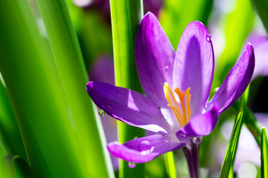 Beautiful purple crocus flower in the garden with dew drops, macro close-up, selective focus. Spring background.