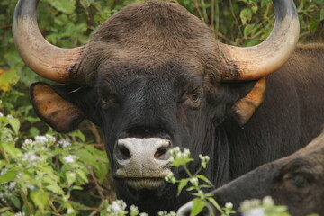 Guar at Nagarhole National Park, India 