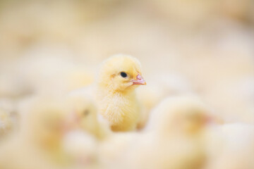 Baby chicks at farm