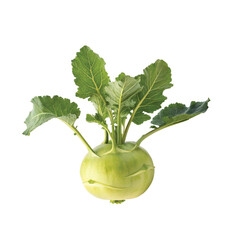 fresh kohlrabi vegetable illustration  
organic kohlrabi food design 