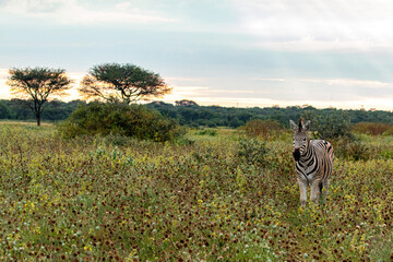 zebra in savannah at khama rhino