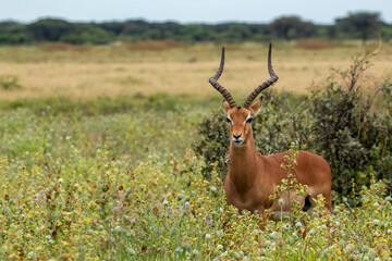 impala in the savannah
