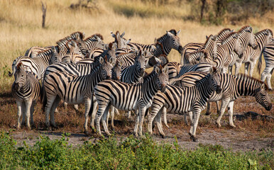Zebras at Boteti River in the Makgadikgadi Pan national park in Botswana
 
