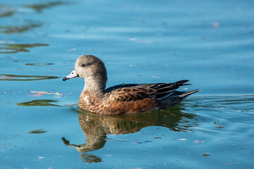 A female American Wigeon swims in Chaparral Lake in Scottsdale, Arizona