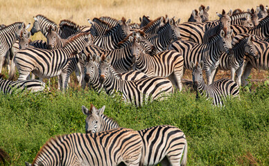 Botswana: Zebras at Boteti River in the Makgadikgadi Pan national park in Botswana
 