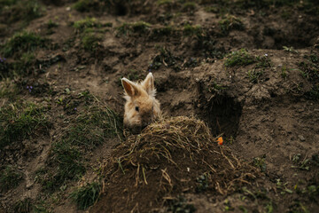 yellow rabbit crawls out of hole

