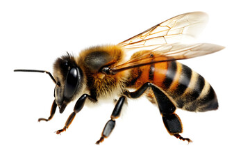 honey bee walking  isolated on white background PNG