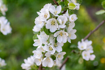 Apple tree branch with white flowers. Apple blossom. Spring background. Horizontal photo