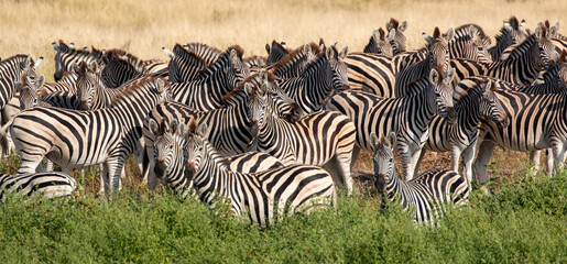 okavango delta: Zebras at Boteti River in the Makgadikgadi Pan national park in Botswana
 