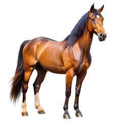 Majestic Brown Horse HighResolution Image