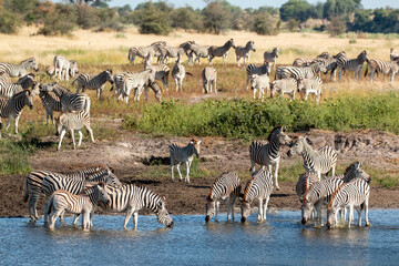 Zebras at Boteti River in the Makgadikgadi Pan national park in Botswana
 