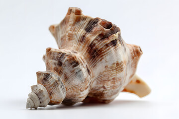 Obraz premium Beautiful seashell isolated on a clean white background showcasing natural elegance.