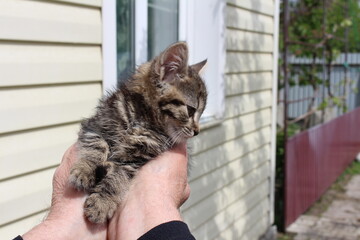 A young kitten went out for a walk in the fresh air for the first time and recognized his yard
