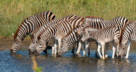 black and white africa in Botswana: Zebras drinking at waterhole