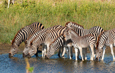 black and white africa in Botswana: Zebras drinking at waterhole at boteti river