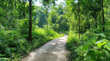 Fototapeta premium A serene dirt path winding through a lush green forest in daylight.