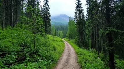 Obraz premium Serene forest trail winding through lush greenery on a misty day.