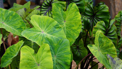 green leaves pharaoh mask elephant ear or colocasia pharaoh mask,Araceae on natural background